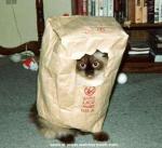 Bagged Cat